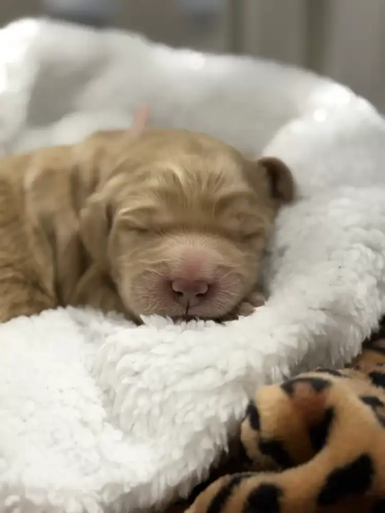 Goldendoodle pups image 6