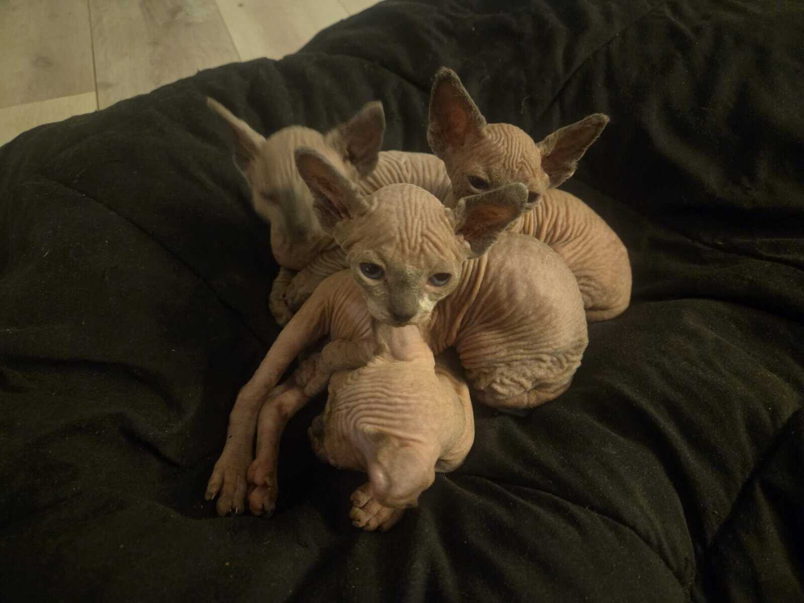 Sphynx boys image 2
