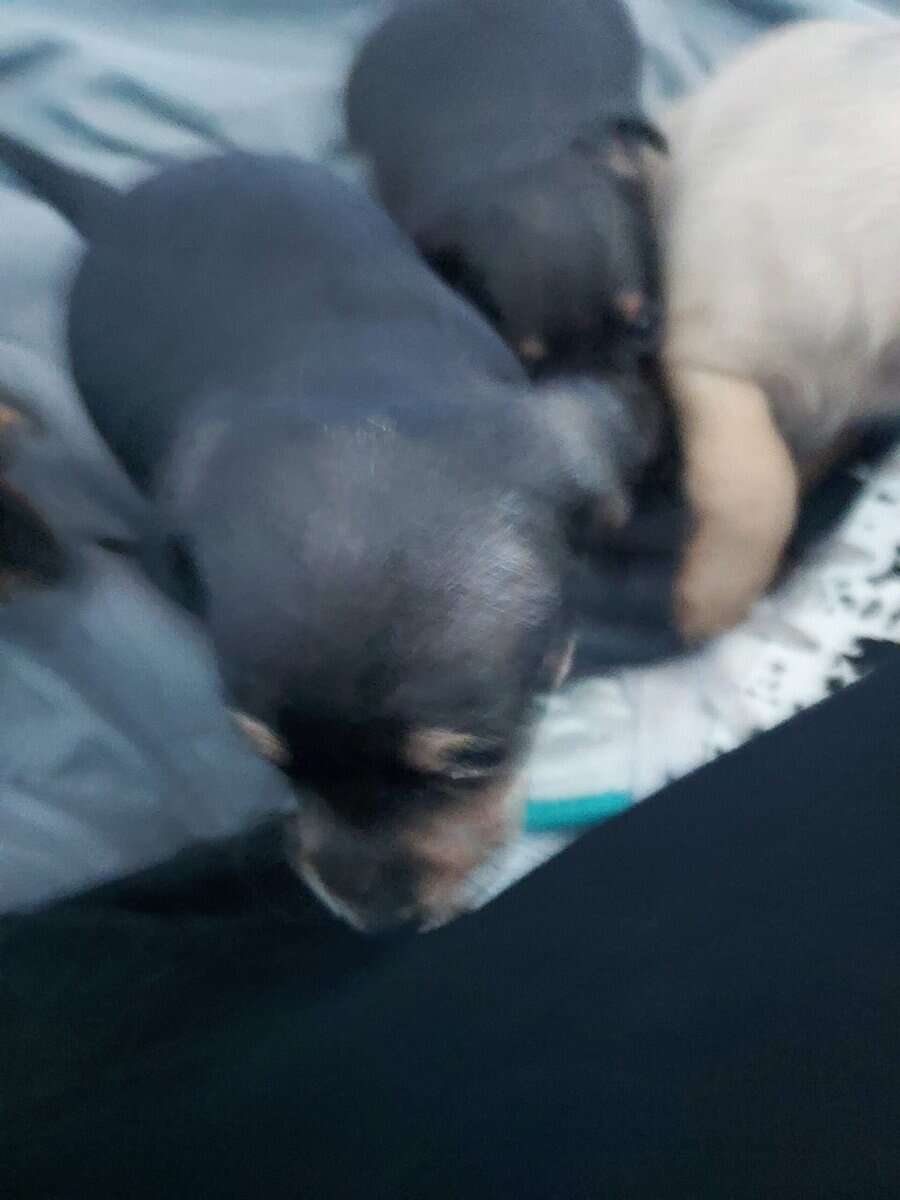 Very cute Jackchi puppies image 6