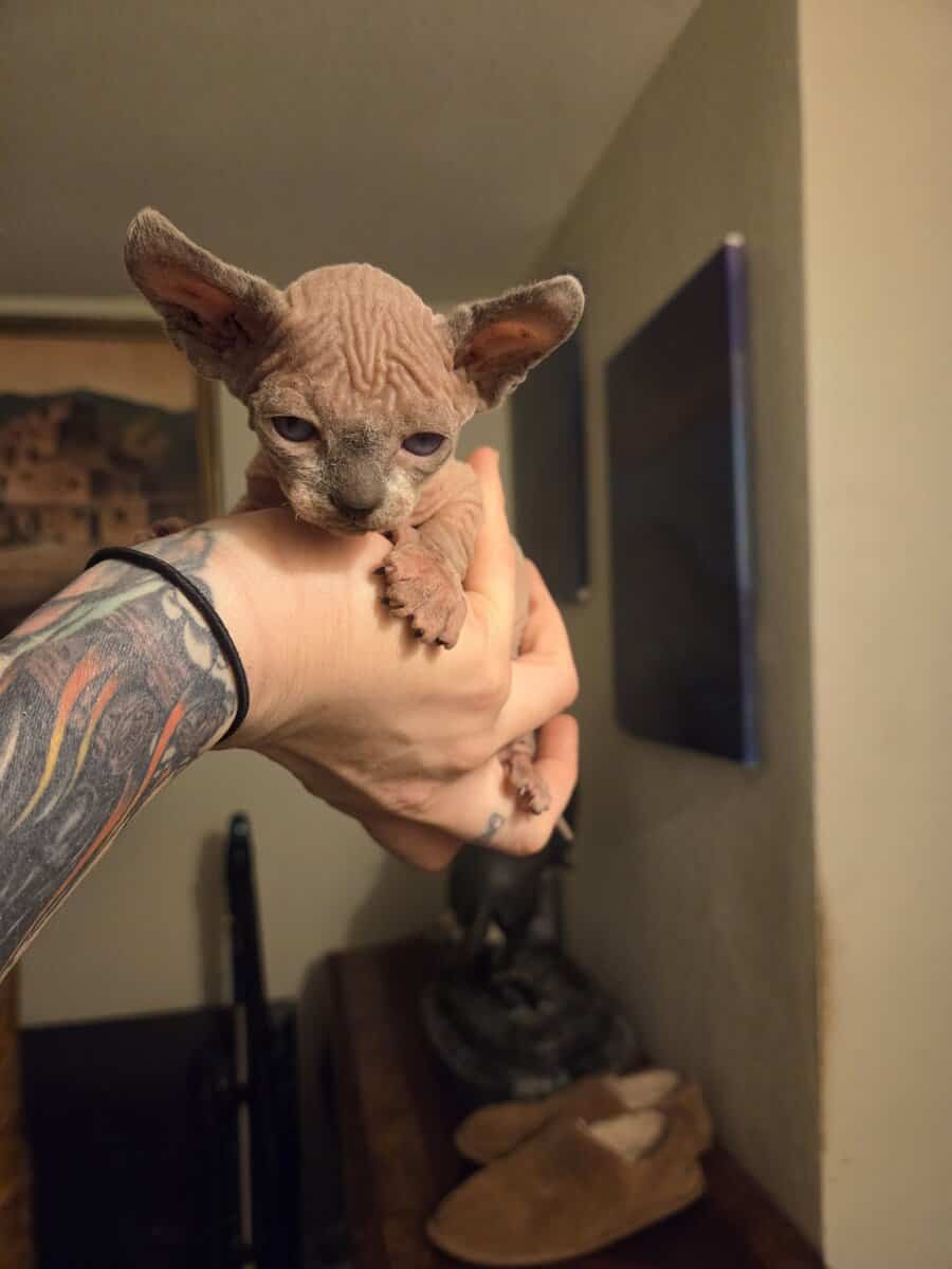 Sphynx boys image 7