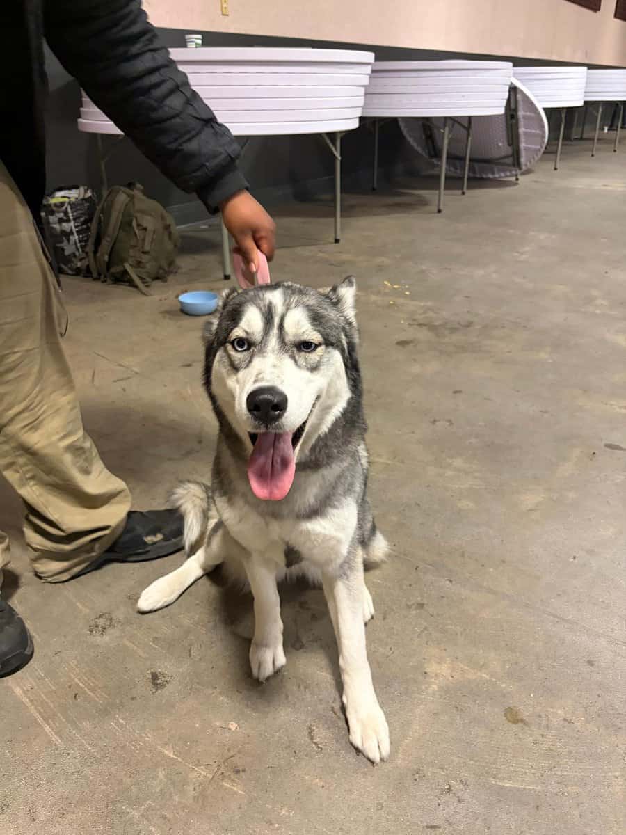 Husky siberian well trained image 7