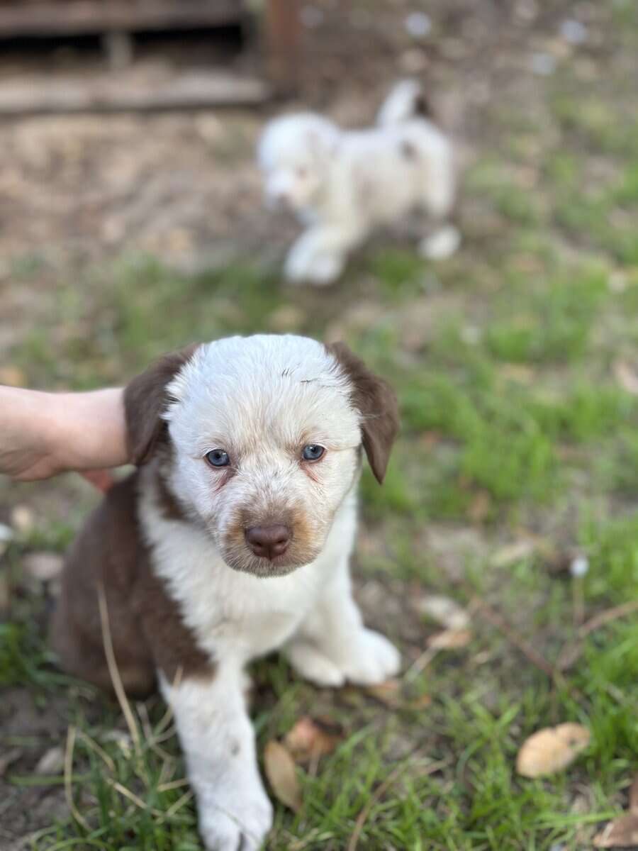 Mini Aussie puppy image 4
