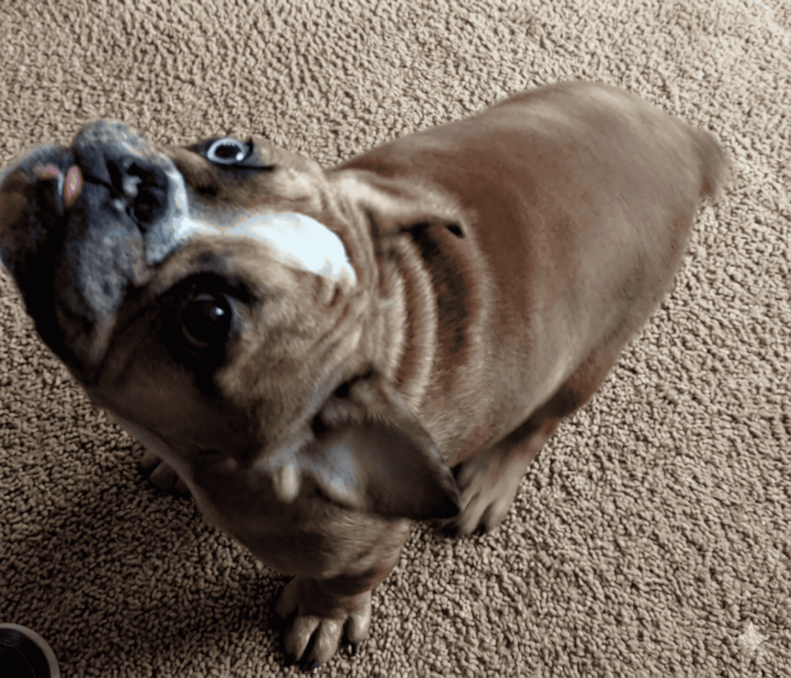 French bulldog unique eye color image 3
