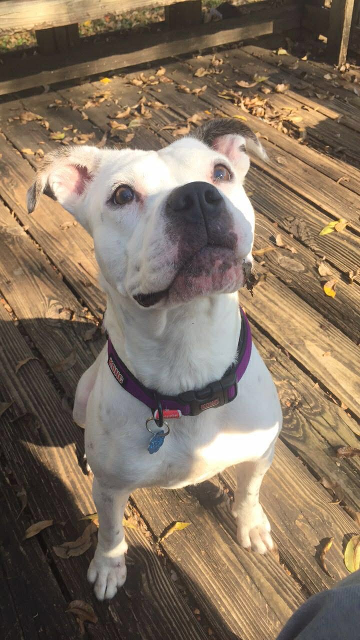 Dog image 4