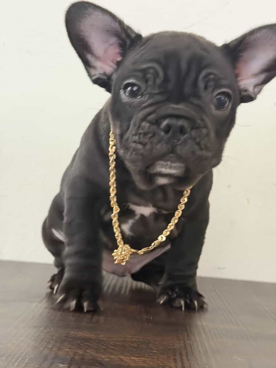 French bulldog image 4