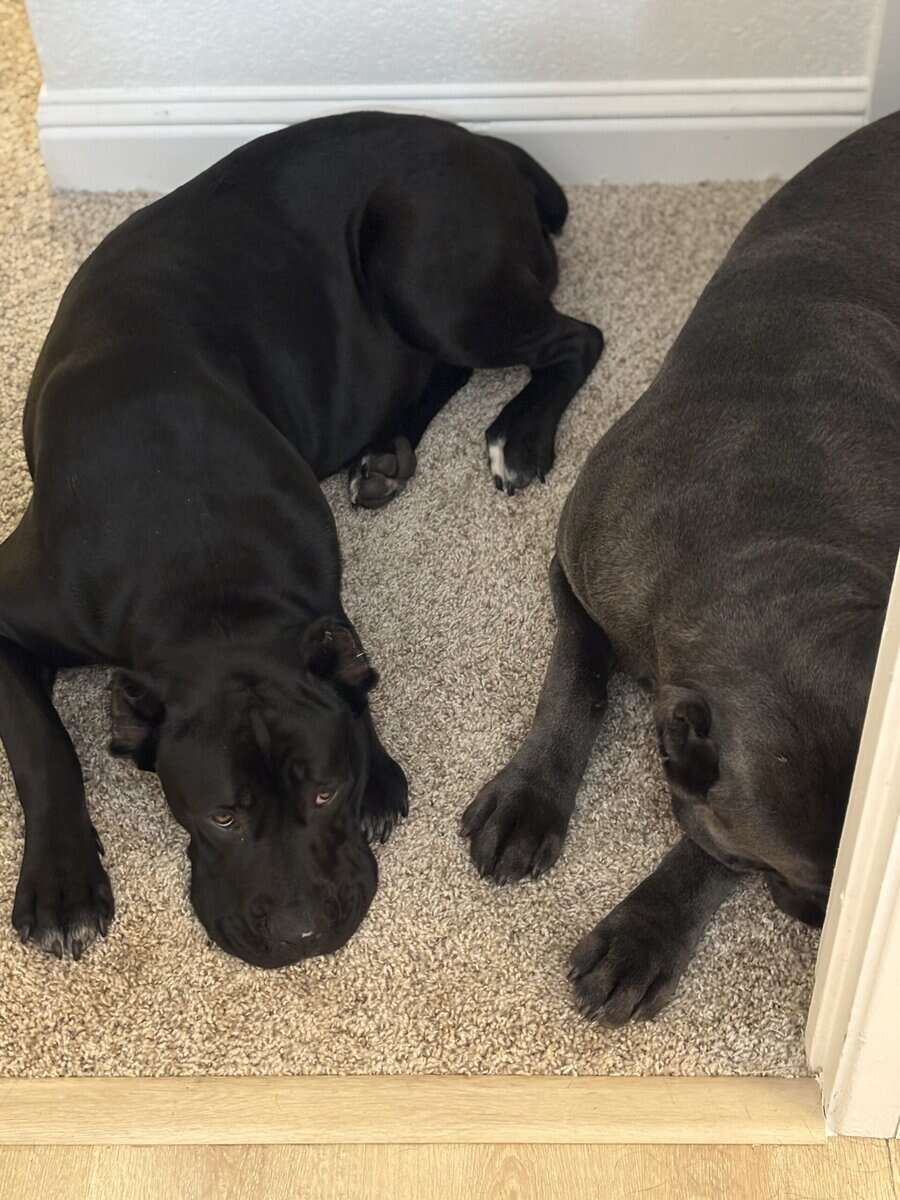Cane Corso Puppies image 10