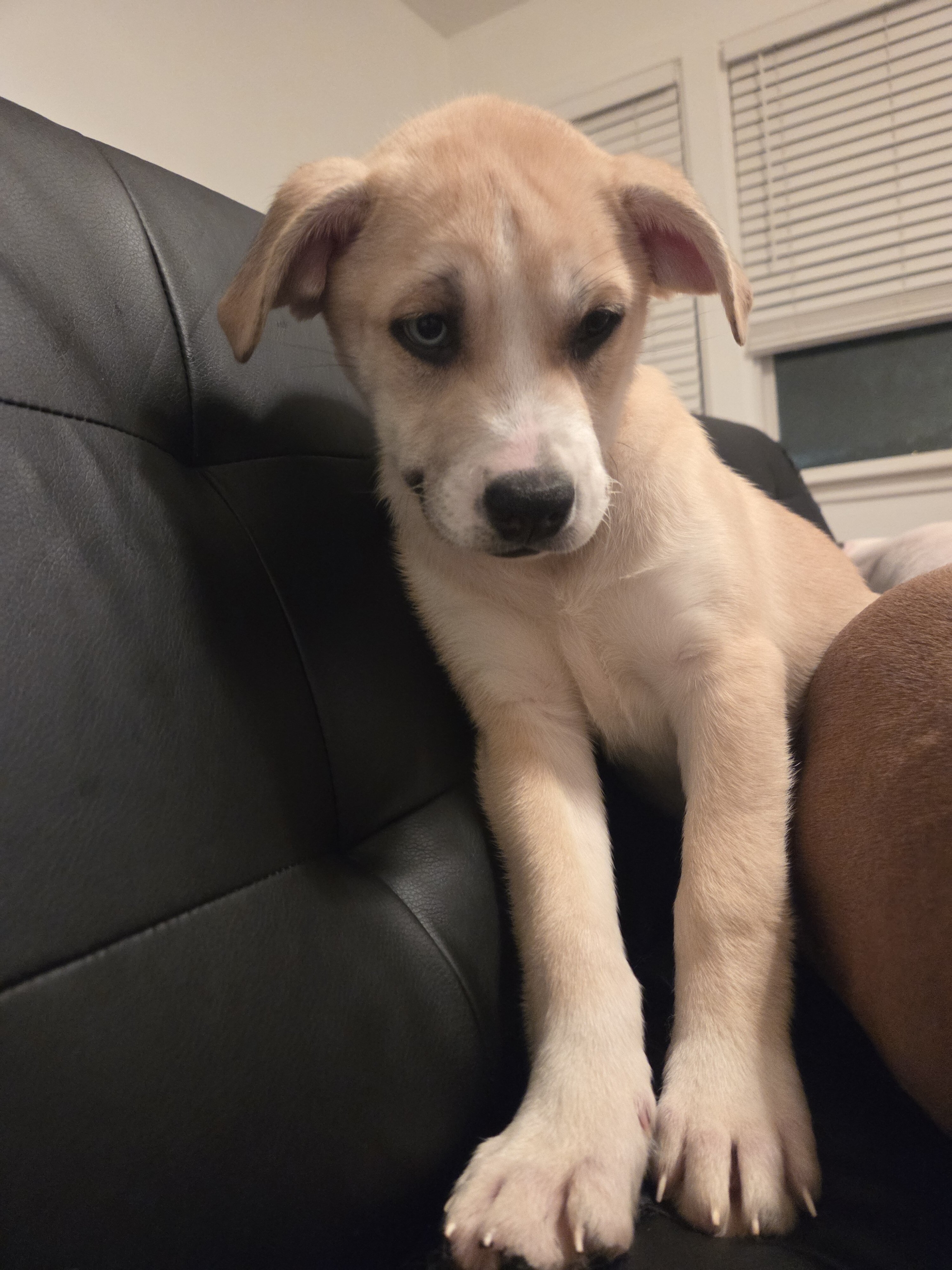 3 months old pitski image 3
