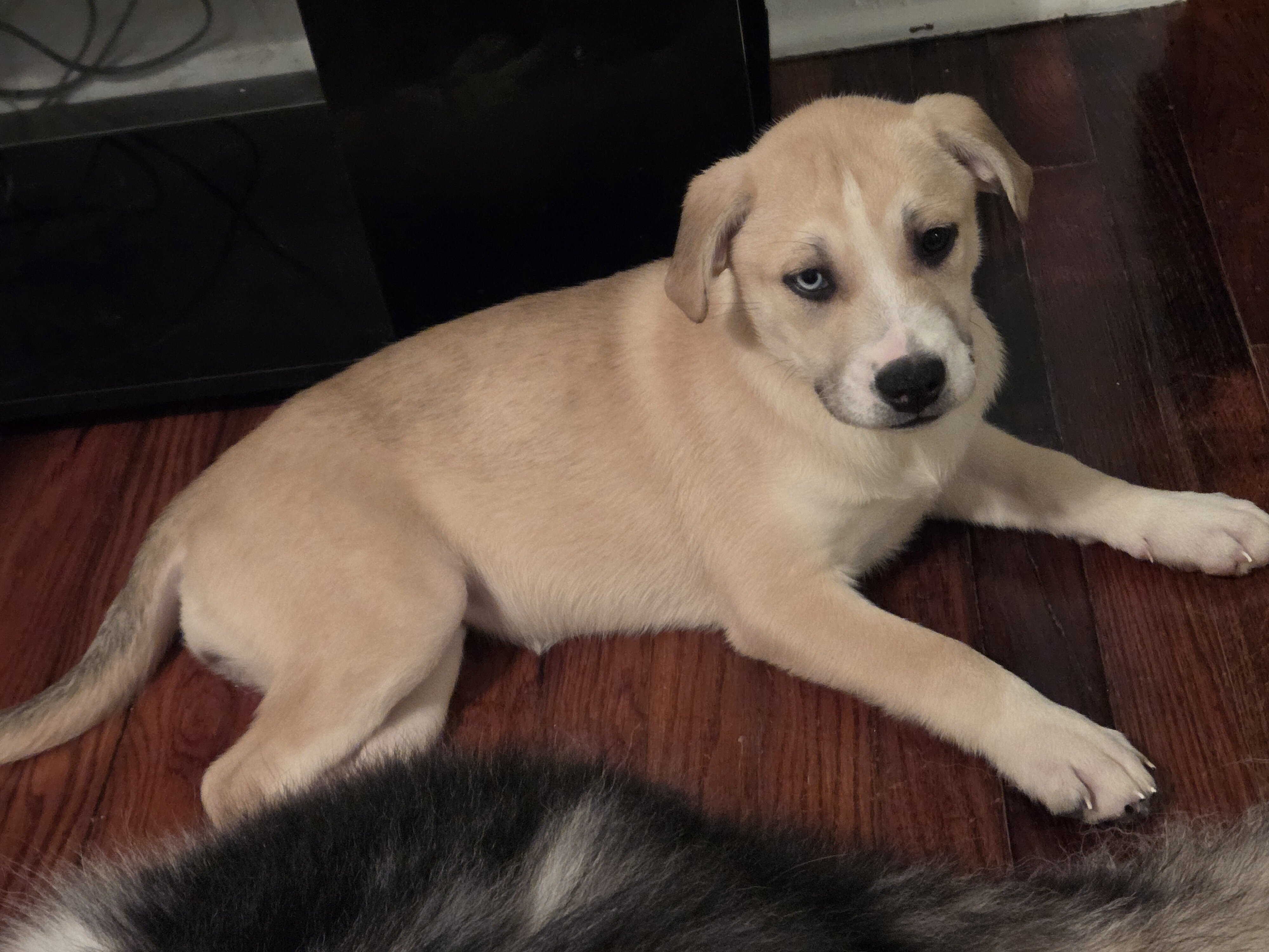 3 months old pitski image 4
