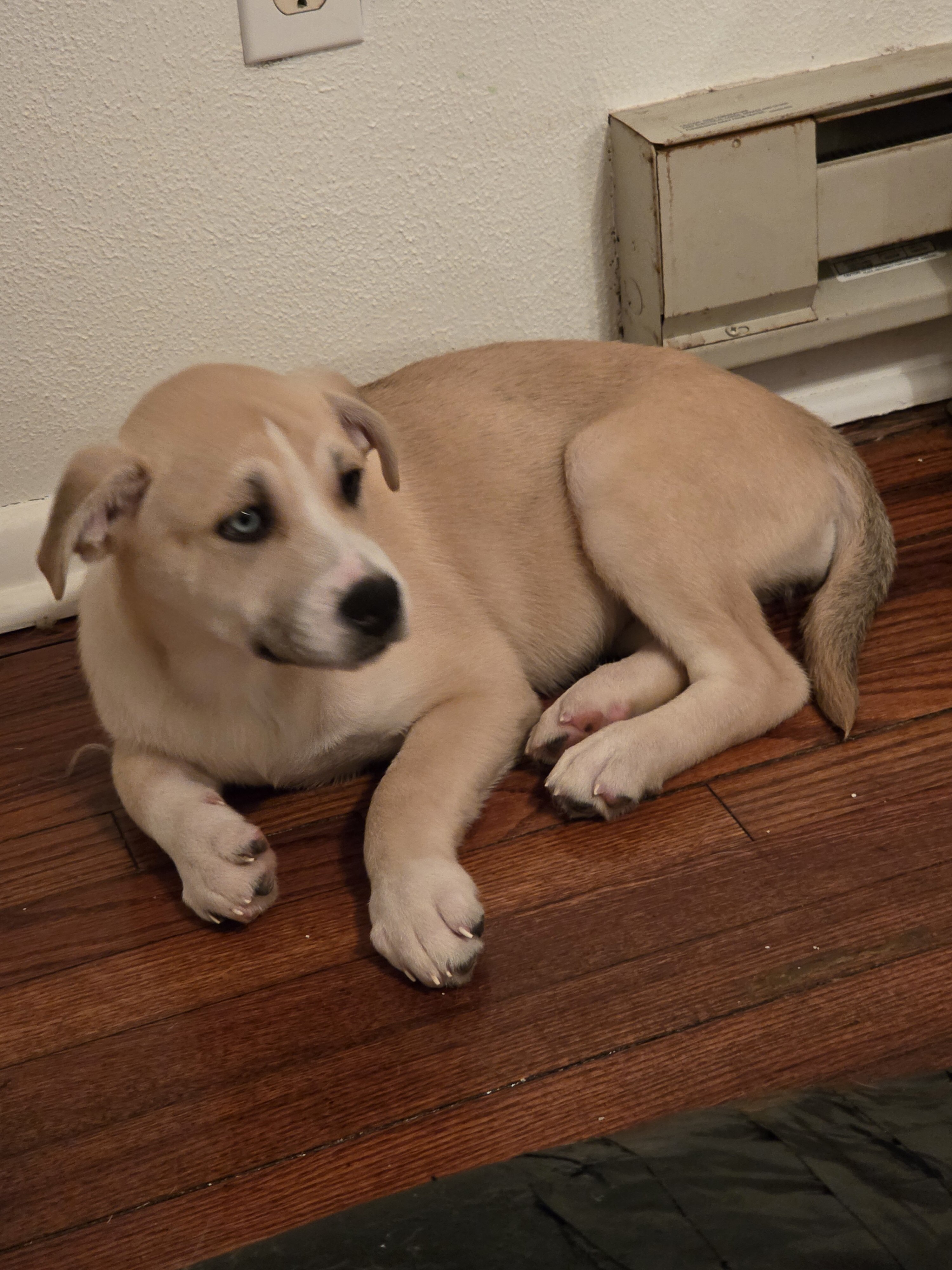 3 months old pitski image 1