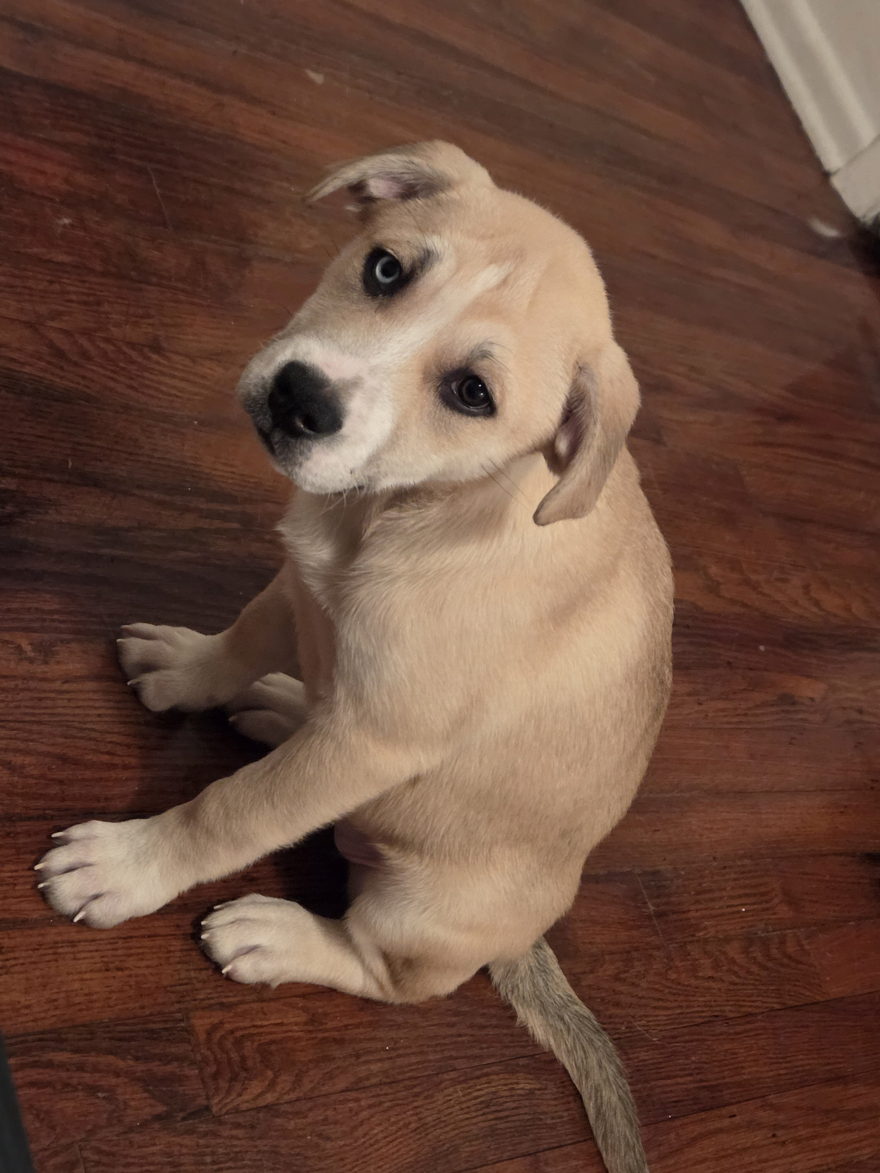 3 months old pitski image 5