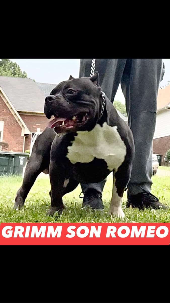 Classic American Bully females image 10