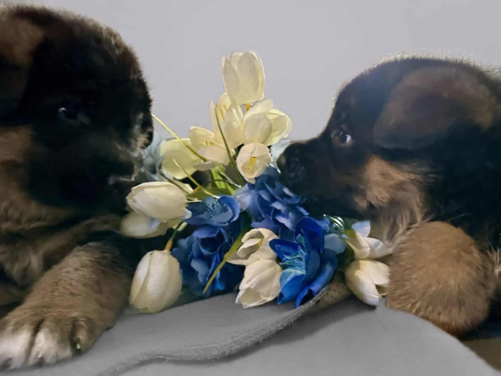 WGSL German Shepherd Puppies image 6