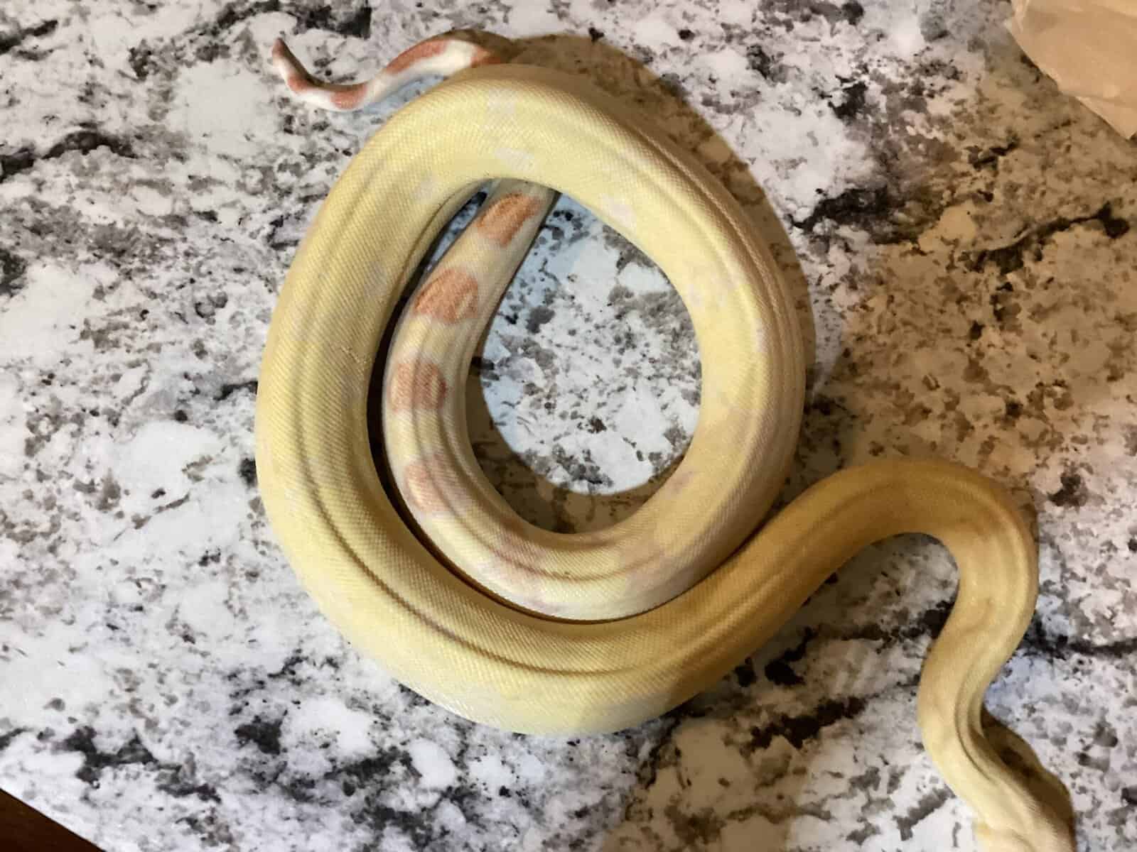 Albino Boa Constrictor image 3