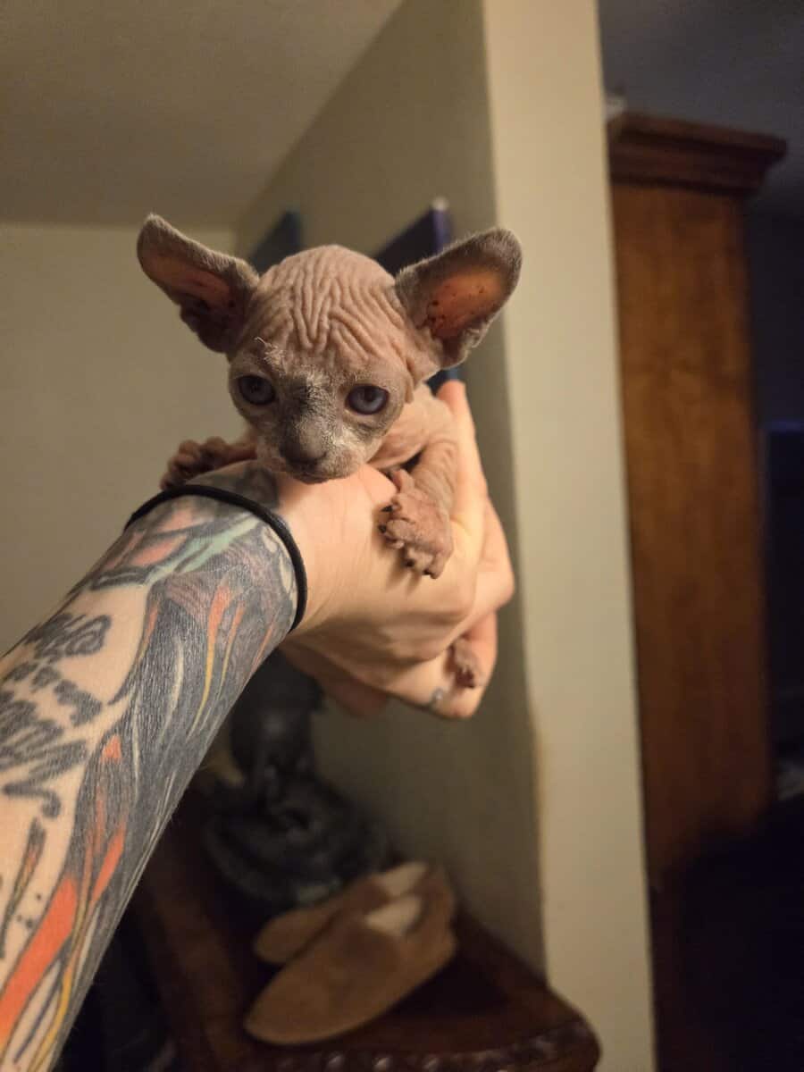 Sphynx boys image 6