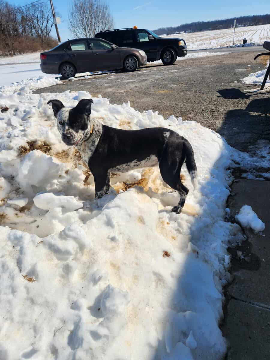 Blue heeler pitbull mix image 3