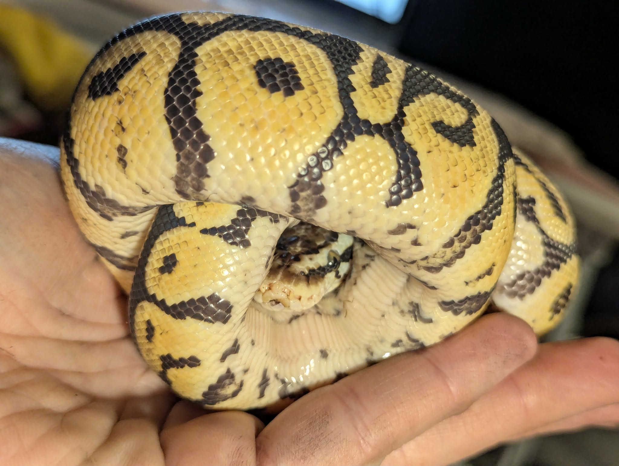 Pastel Spider Ball Python image 3