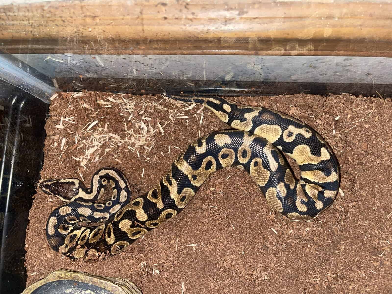 Beautiful python for sale image 3