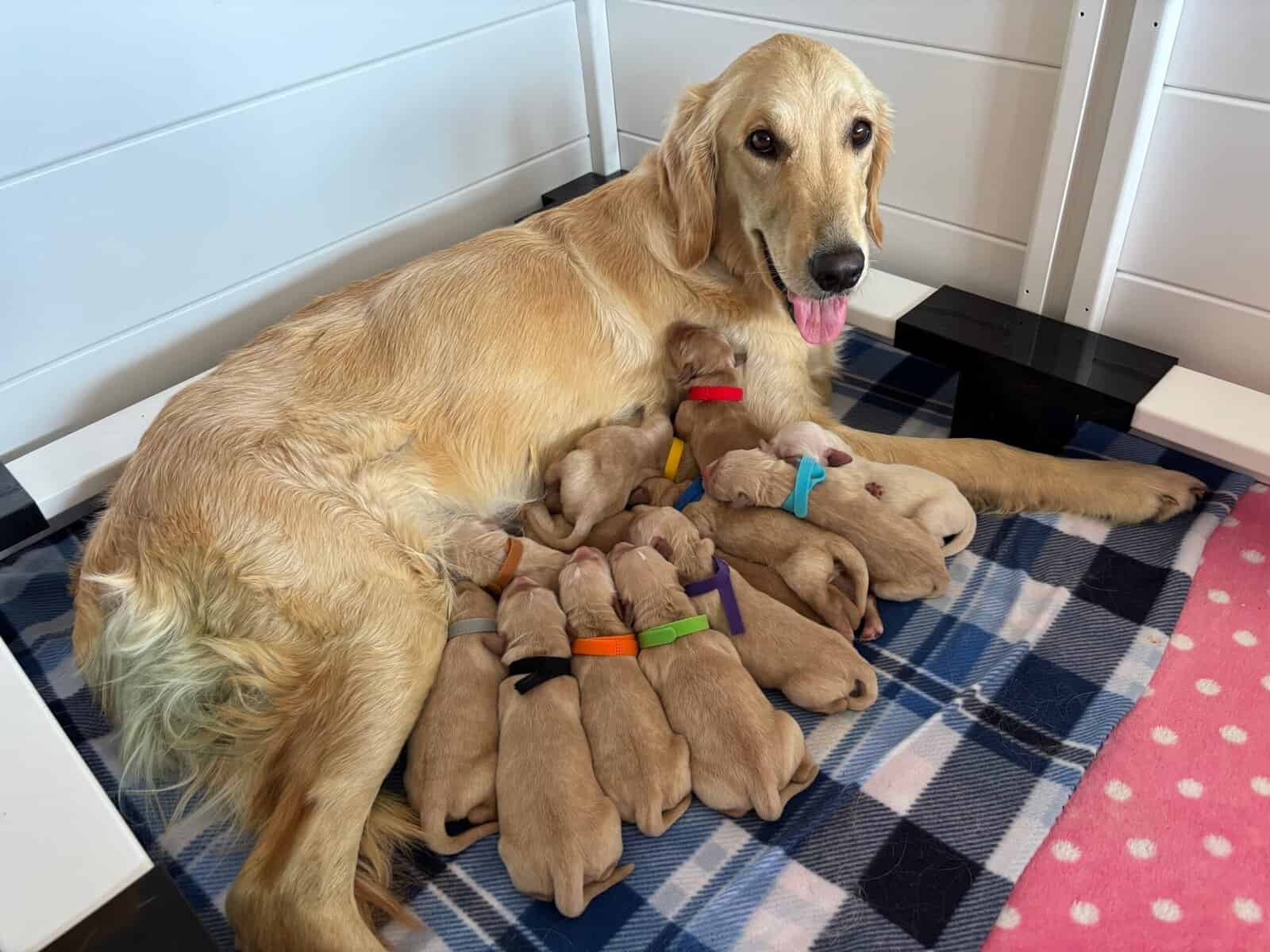Purebred Golden Retriever Puppies Available image 1