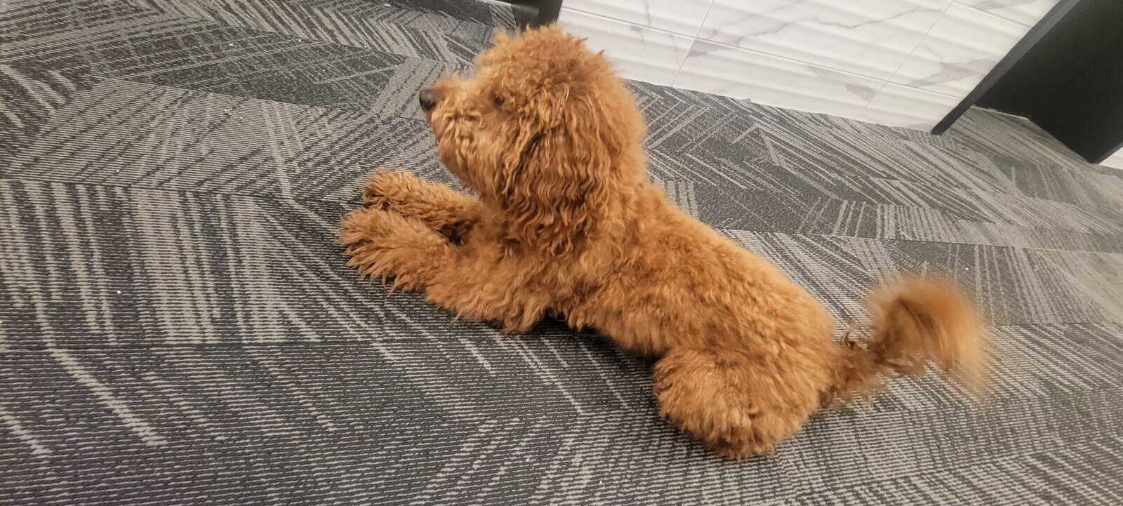 1.3 years old mini goldendoodle for rehoming image 4