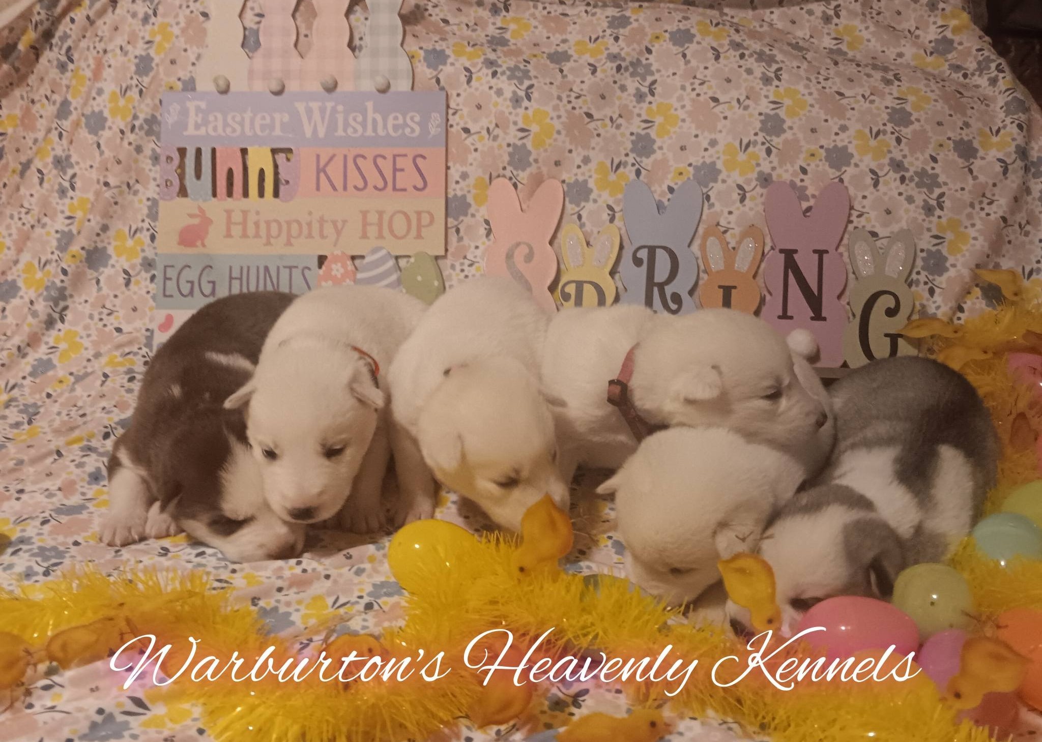 AKC Female Siberian Husky Puppies image 1