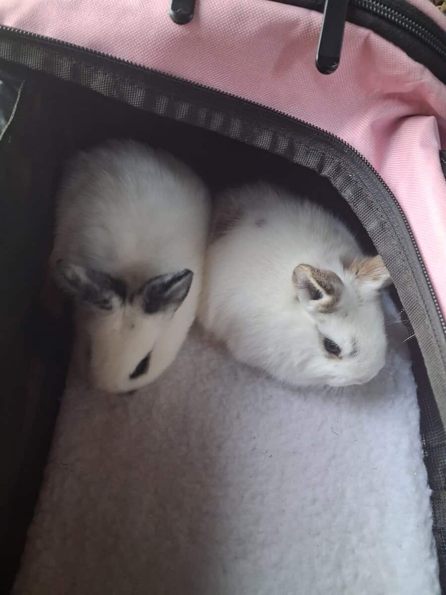 2 lion head mix 5 weeks old bunnies image 1