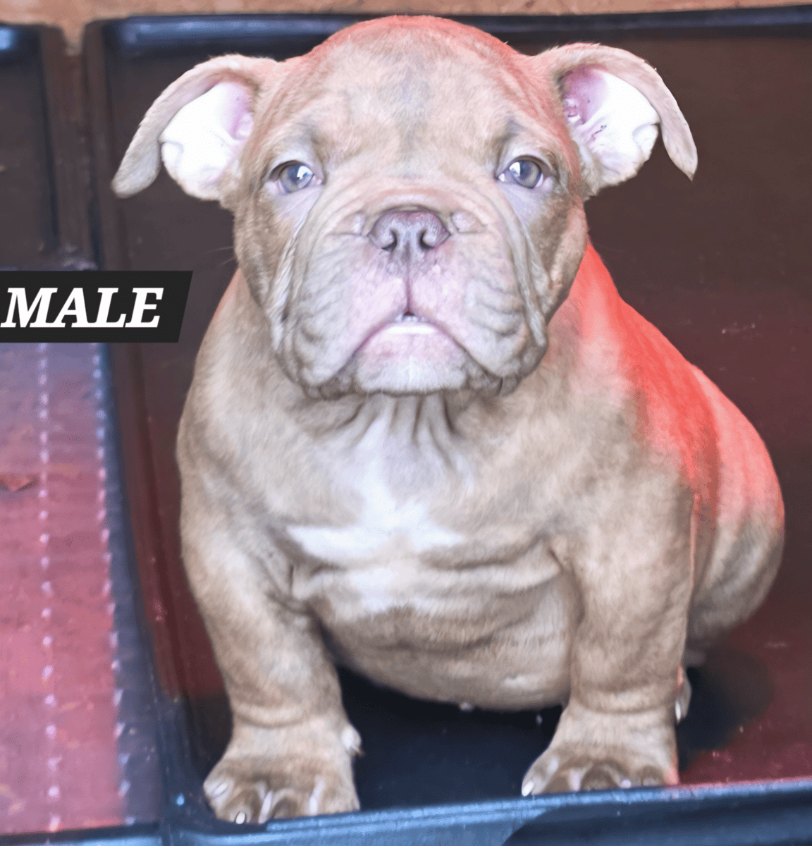 American Bully puppies available image 2
