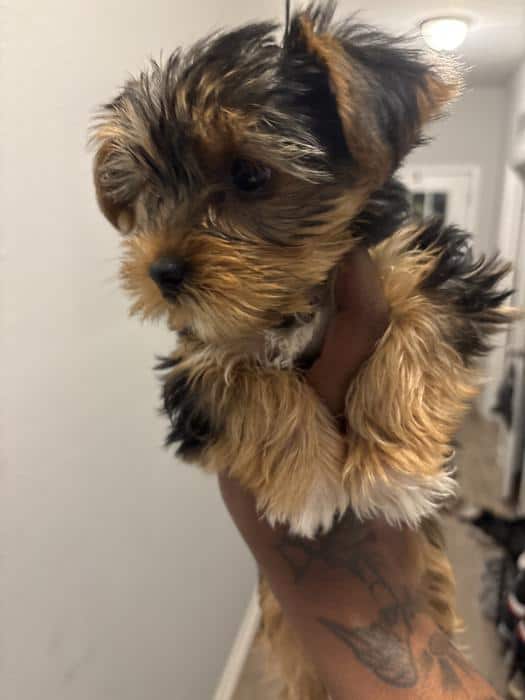 Yorkie Puppies image 3