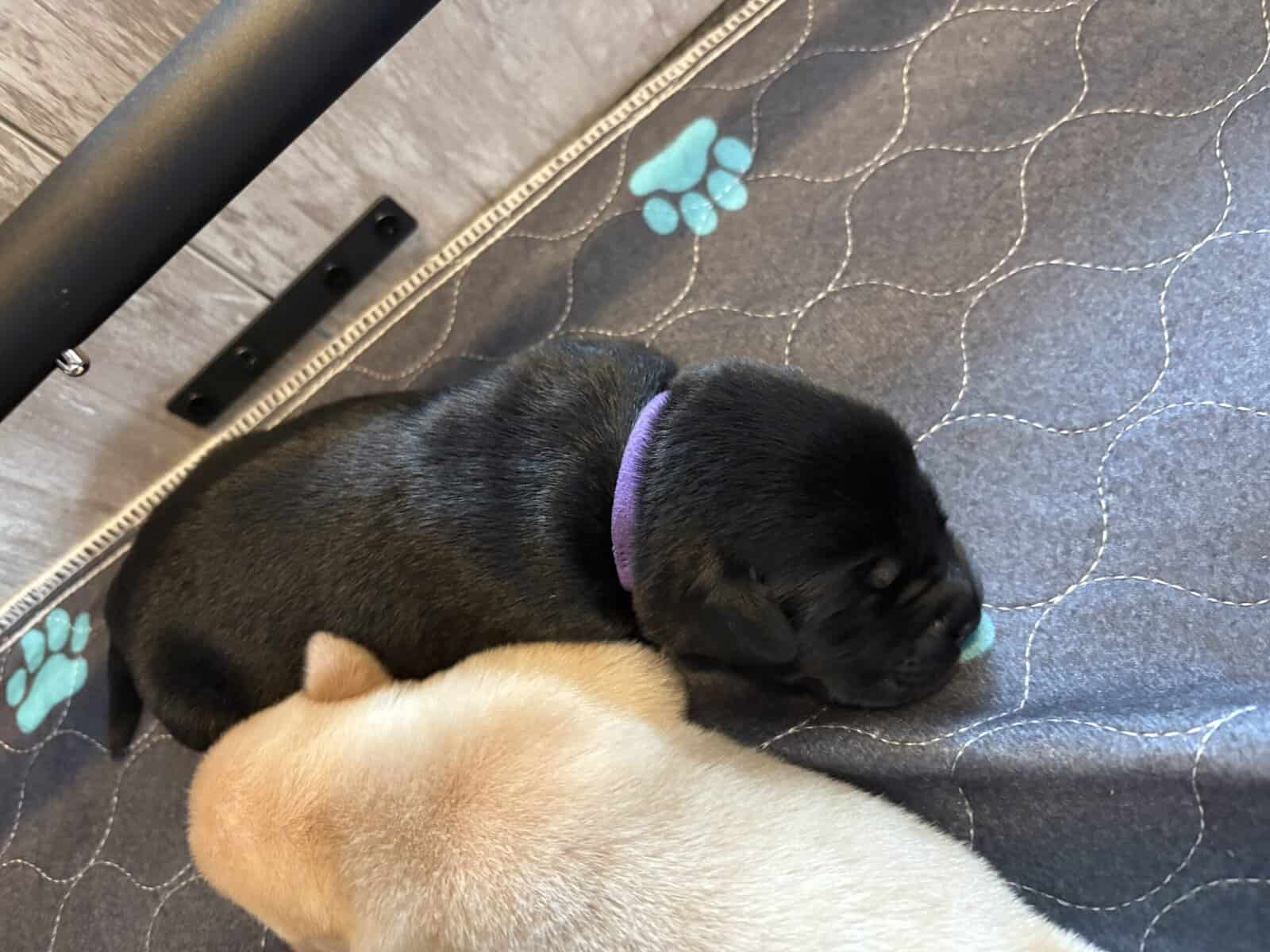 AKC Labrador Retrievers image 4