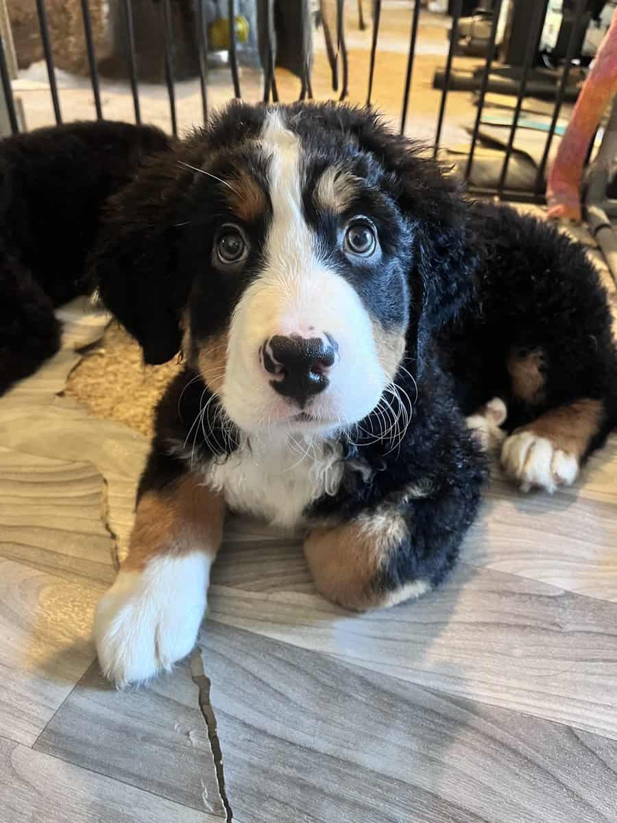 Saint Bernese Mountain Dog puppies image 2