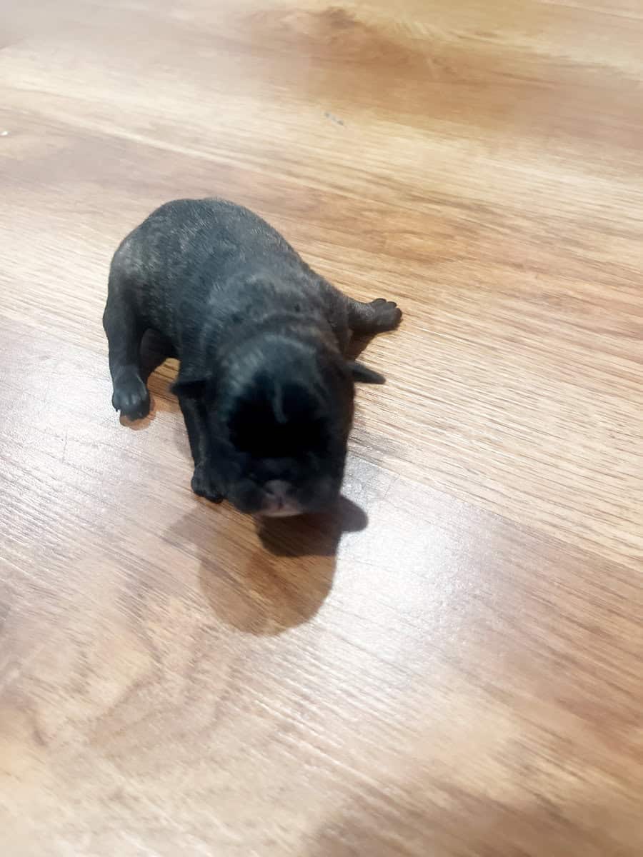Frenchie puppies image 4