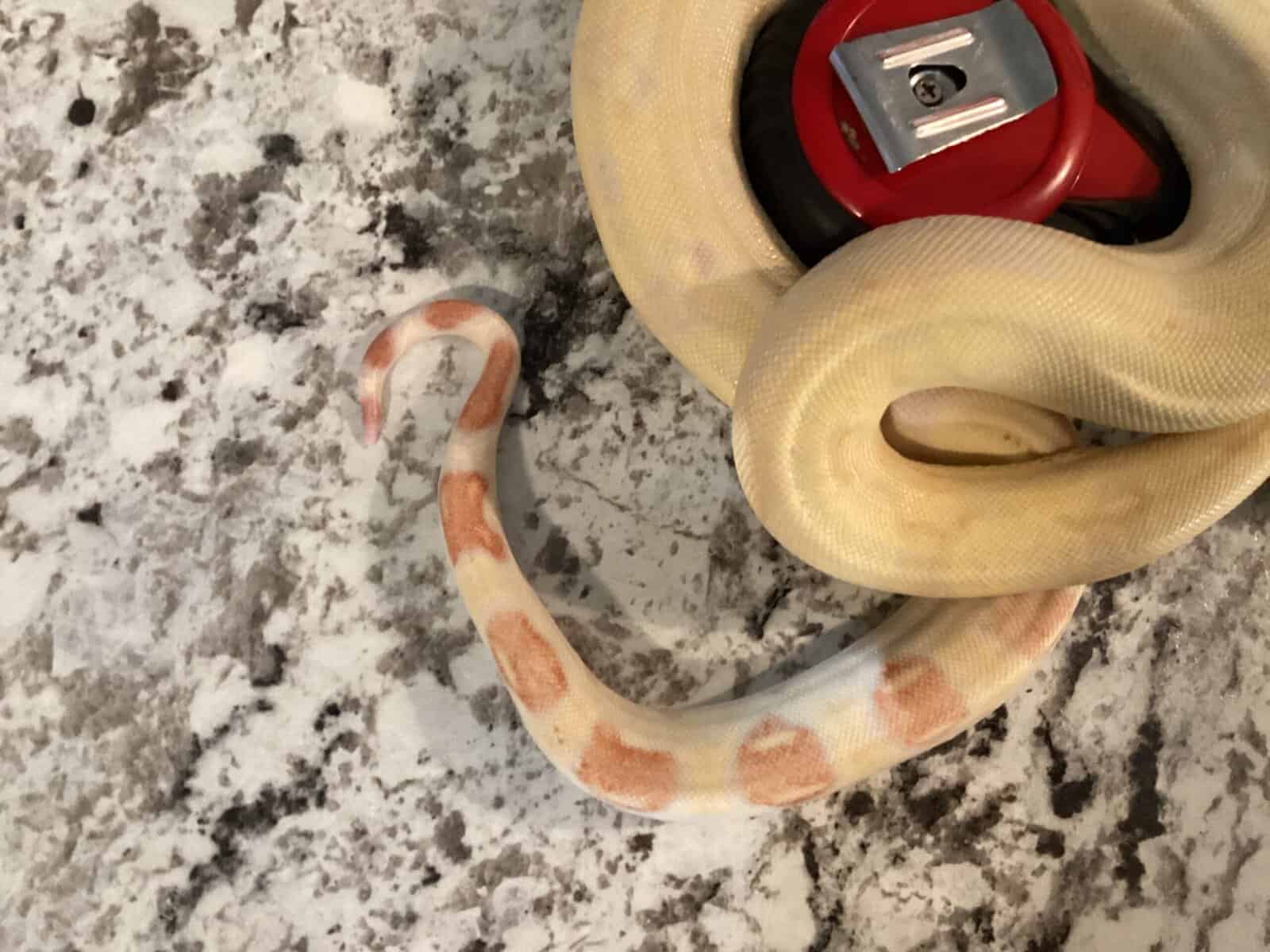 Albino Boa Constrictor image 4