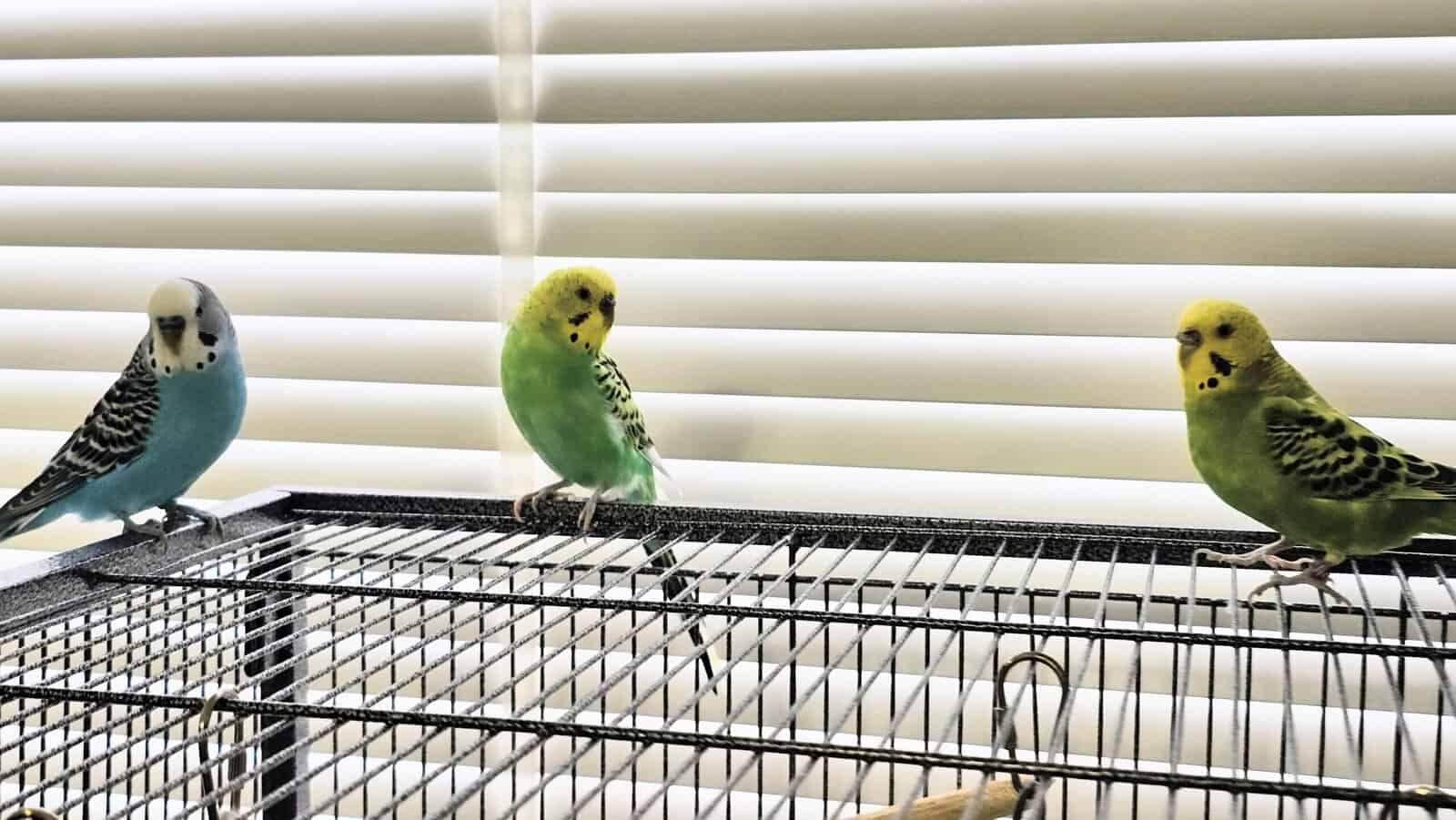 3 parakeets with birdcage, 2 boys, 1 girl. image 1
