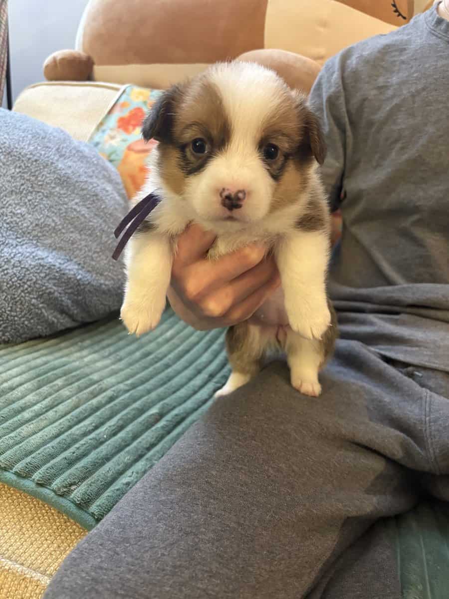 Pembroke welsh corgi pups image 3