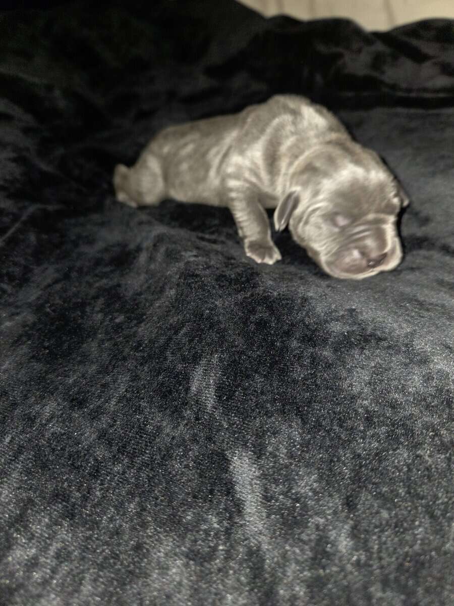 Cane Corso image 3
