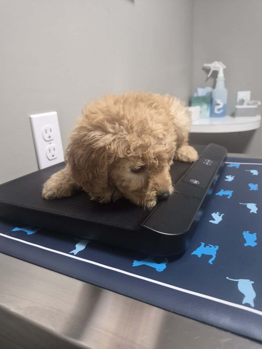 Goldendoodle puppy to loving home image 2