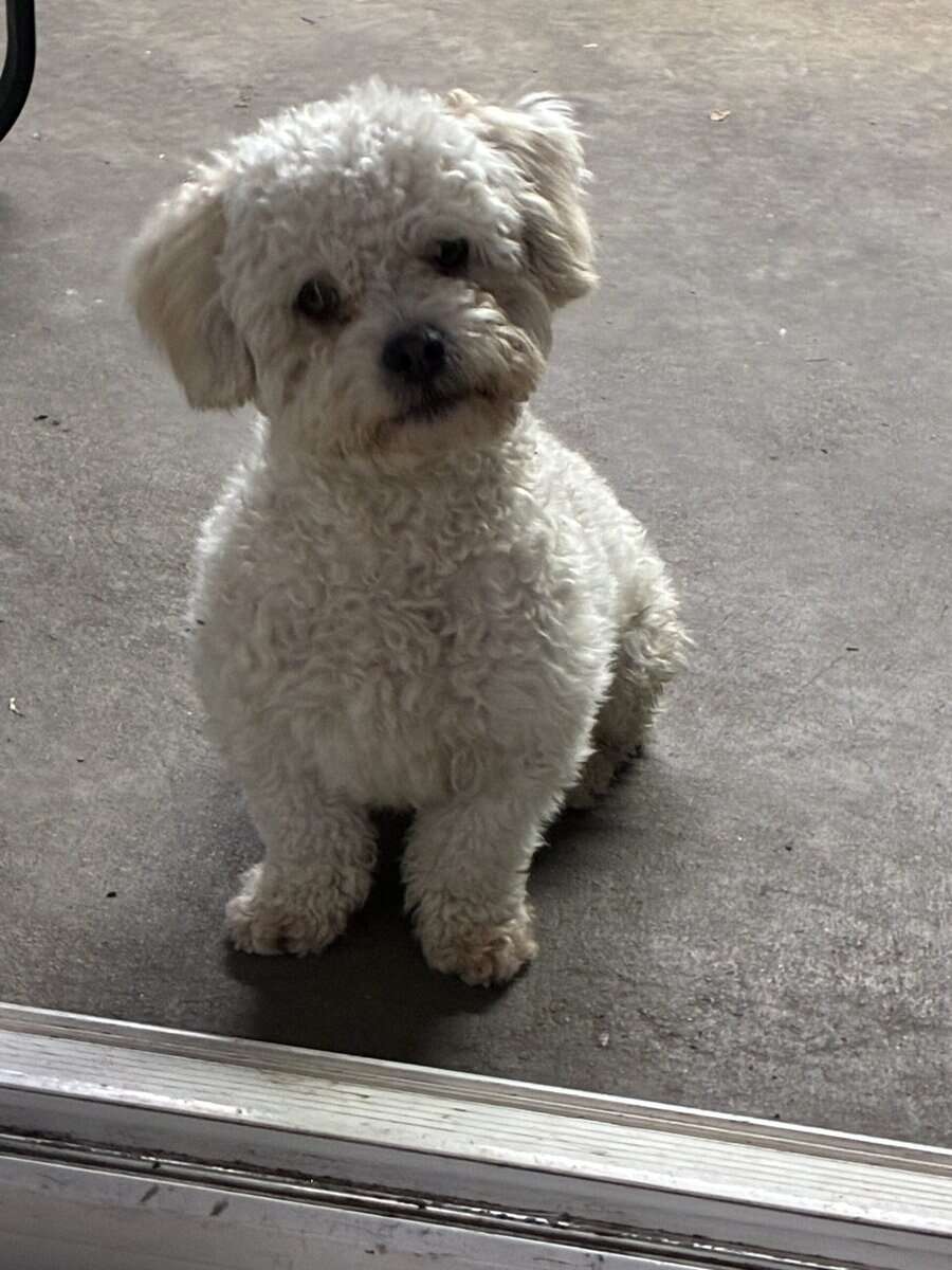 Male Maltipoo image 1