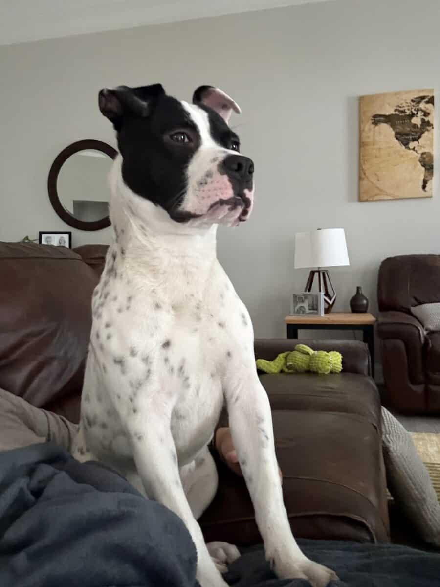Bugsy - Pitty Mix - 9/10 Months Old image 3