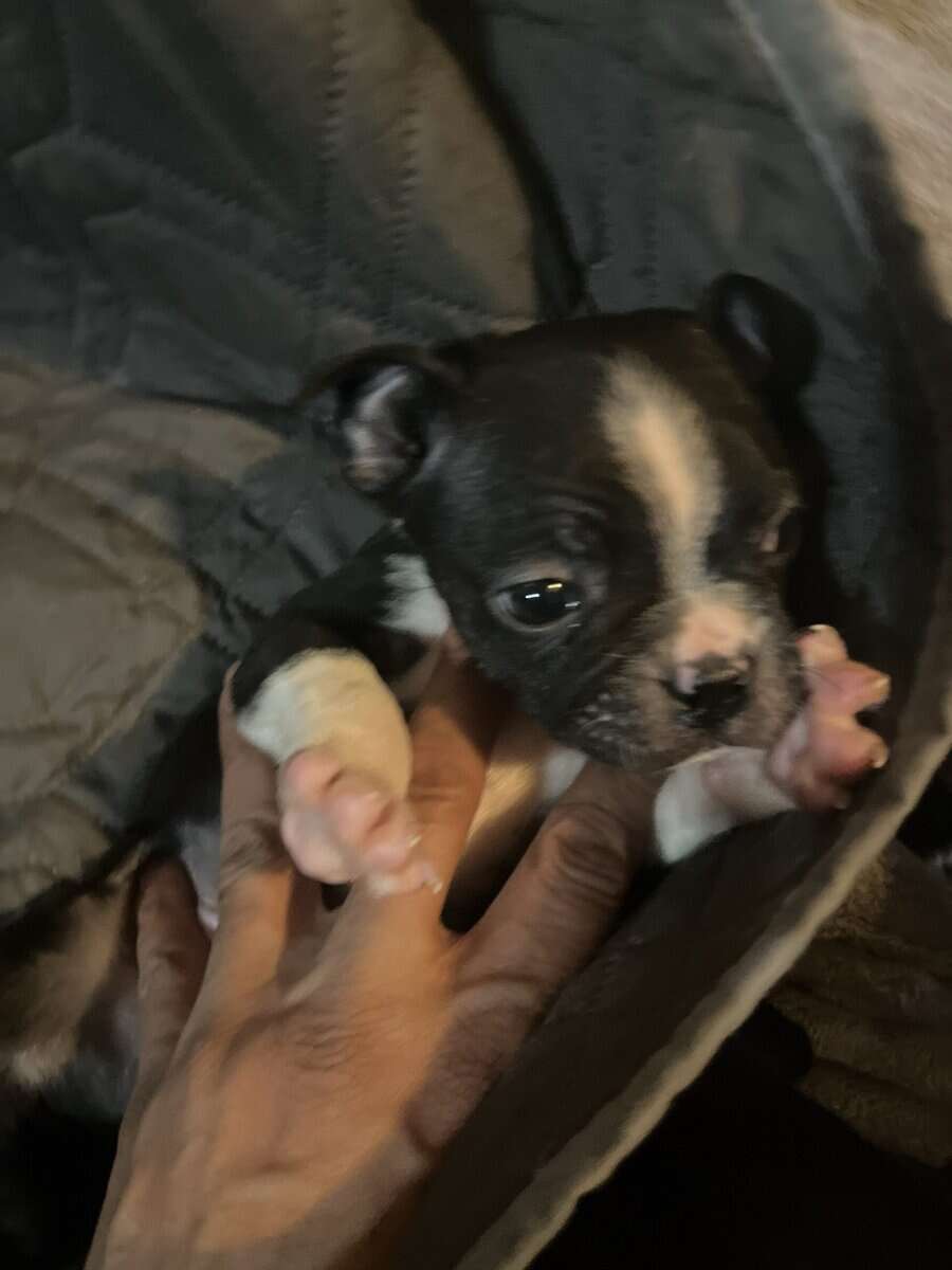Boston terrier puppies image 9