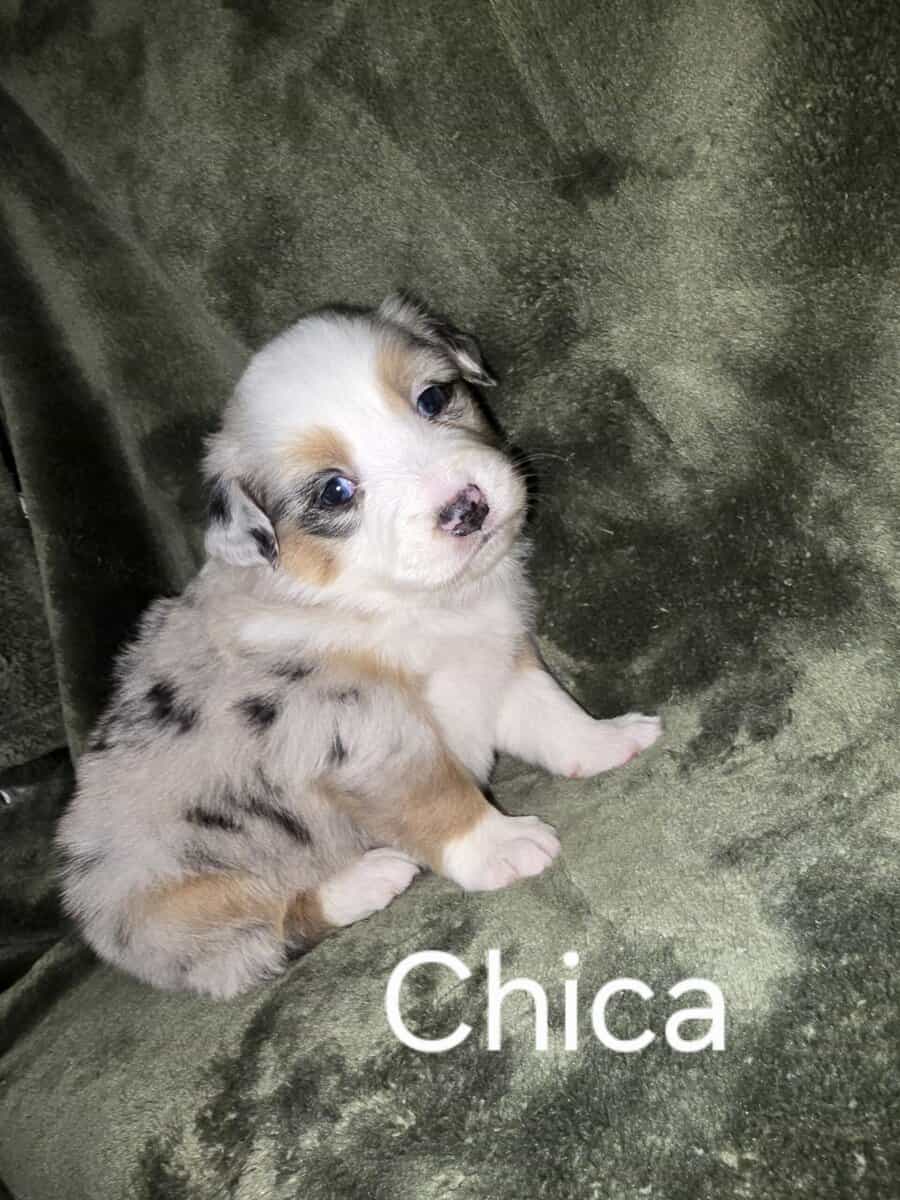 Australian shepherd puppies image 5