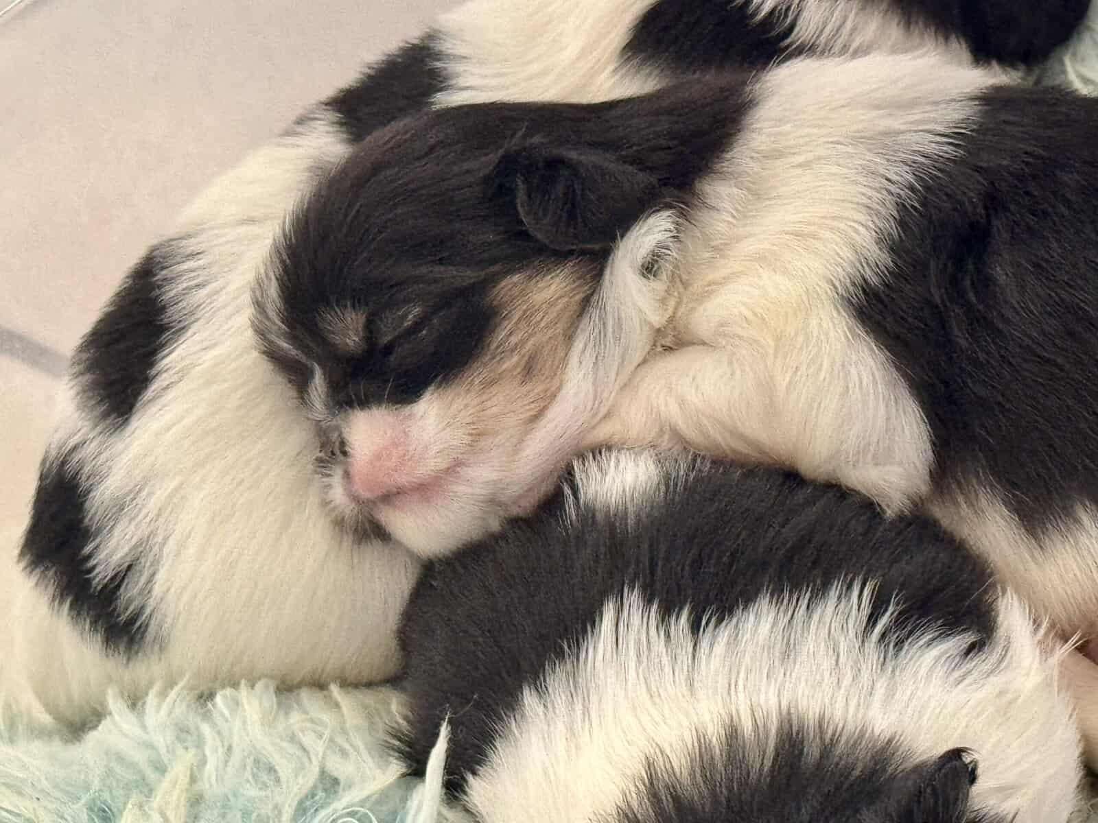 AKC Japanese Chin puppies in Hawaii image 4