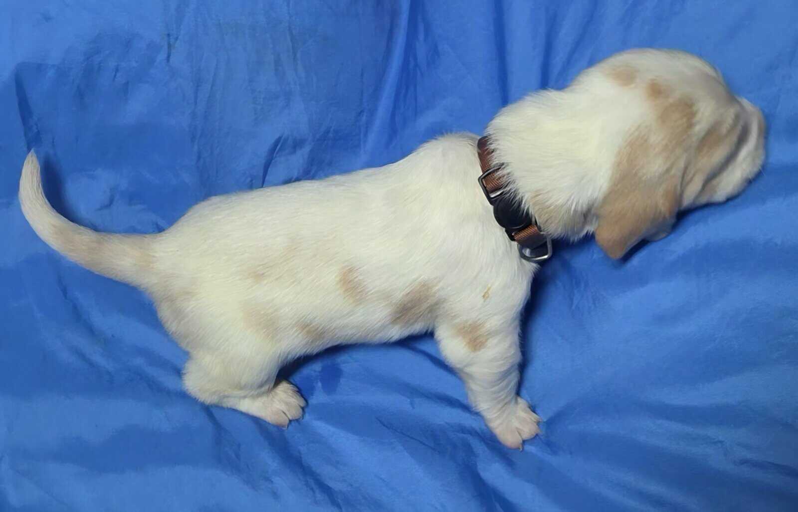 Kate- female basset hound puppy image 2