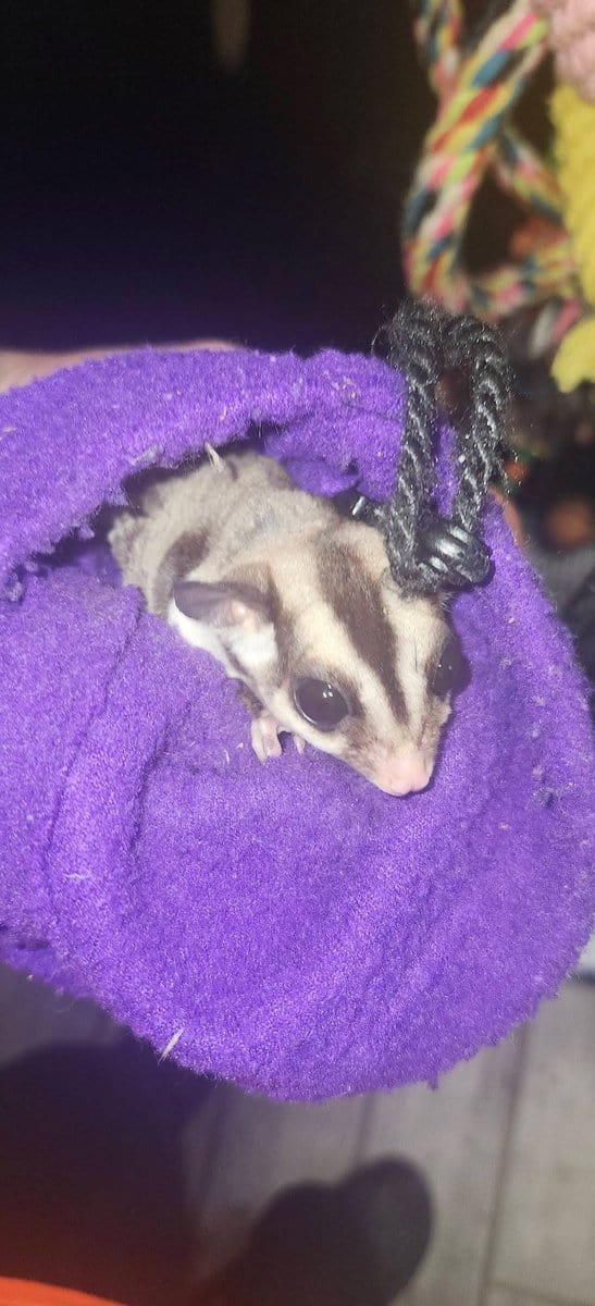 Carmino Sugar glider image 2