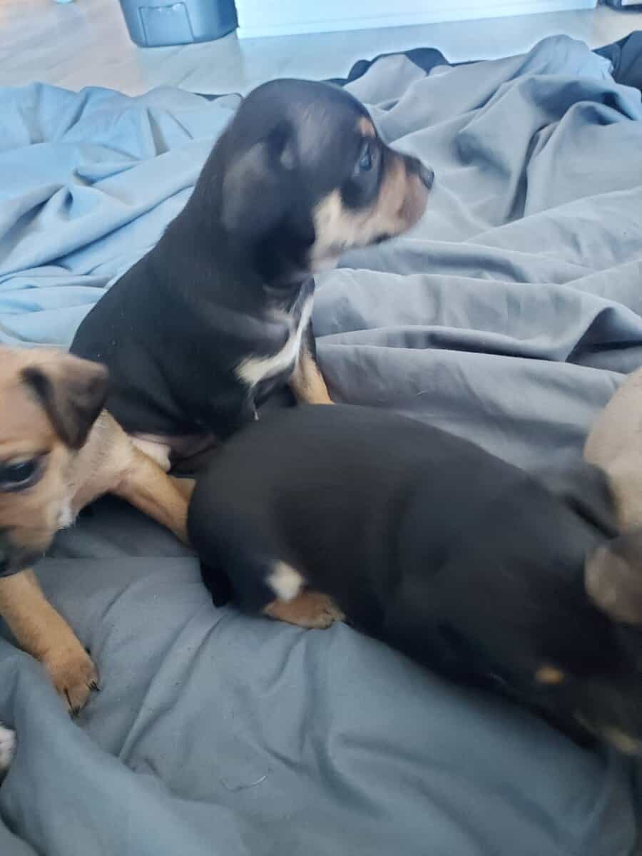 Jack chi puppies image 1