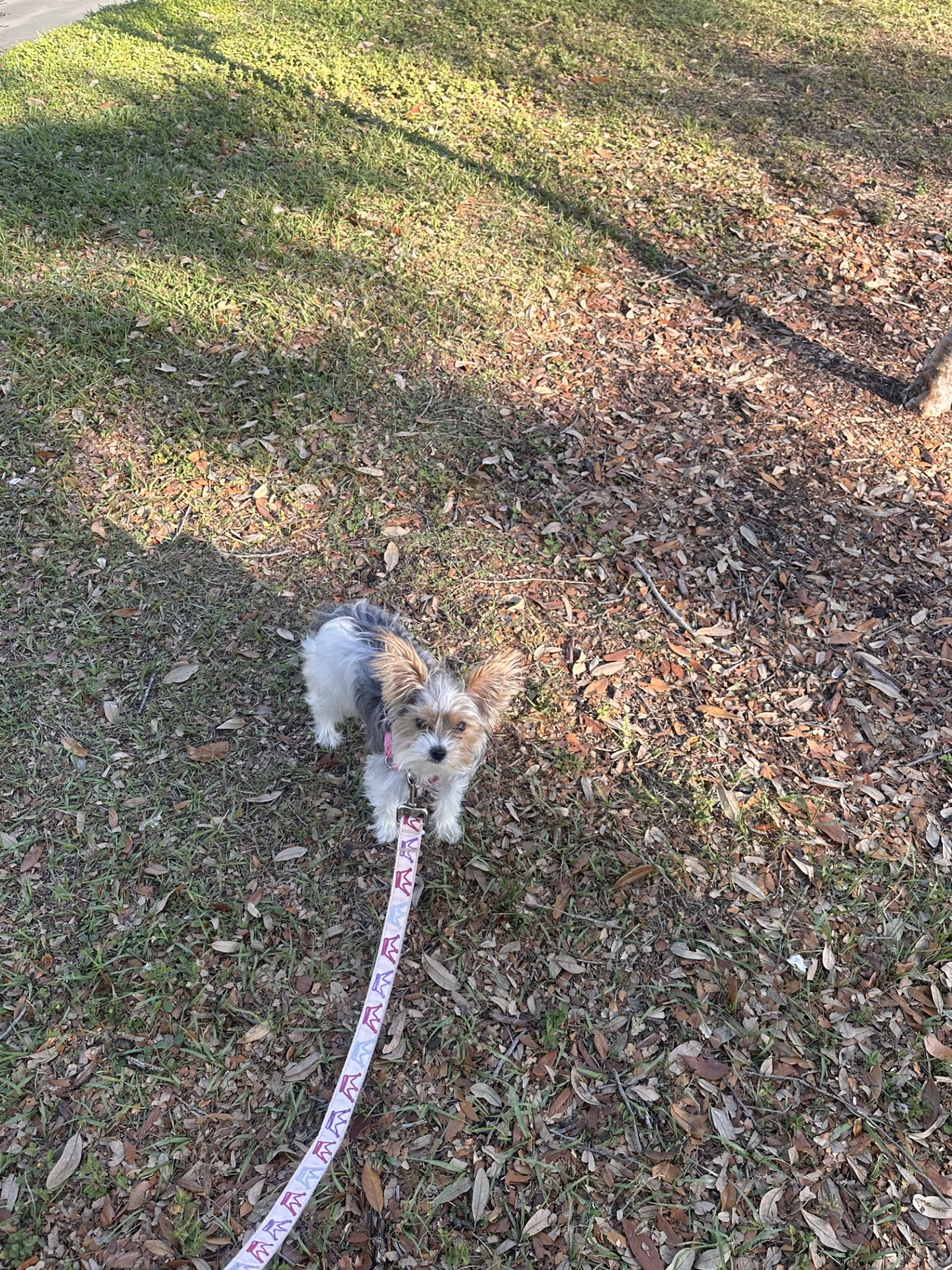 Yorkie Puppy image 1