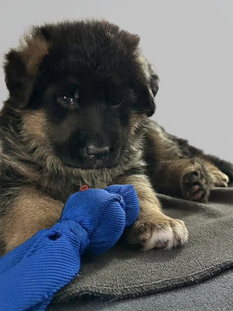 WGSL German Shepherd Puppies image 2
