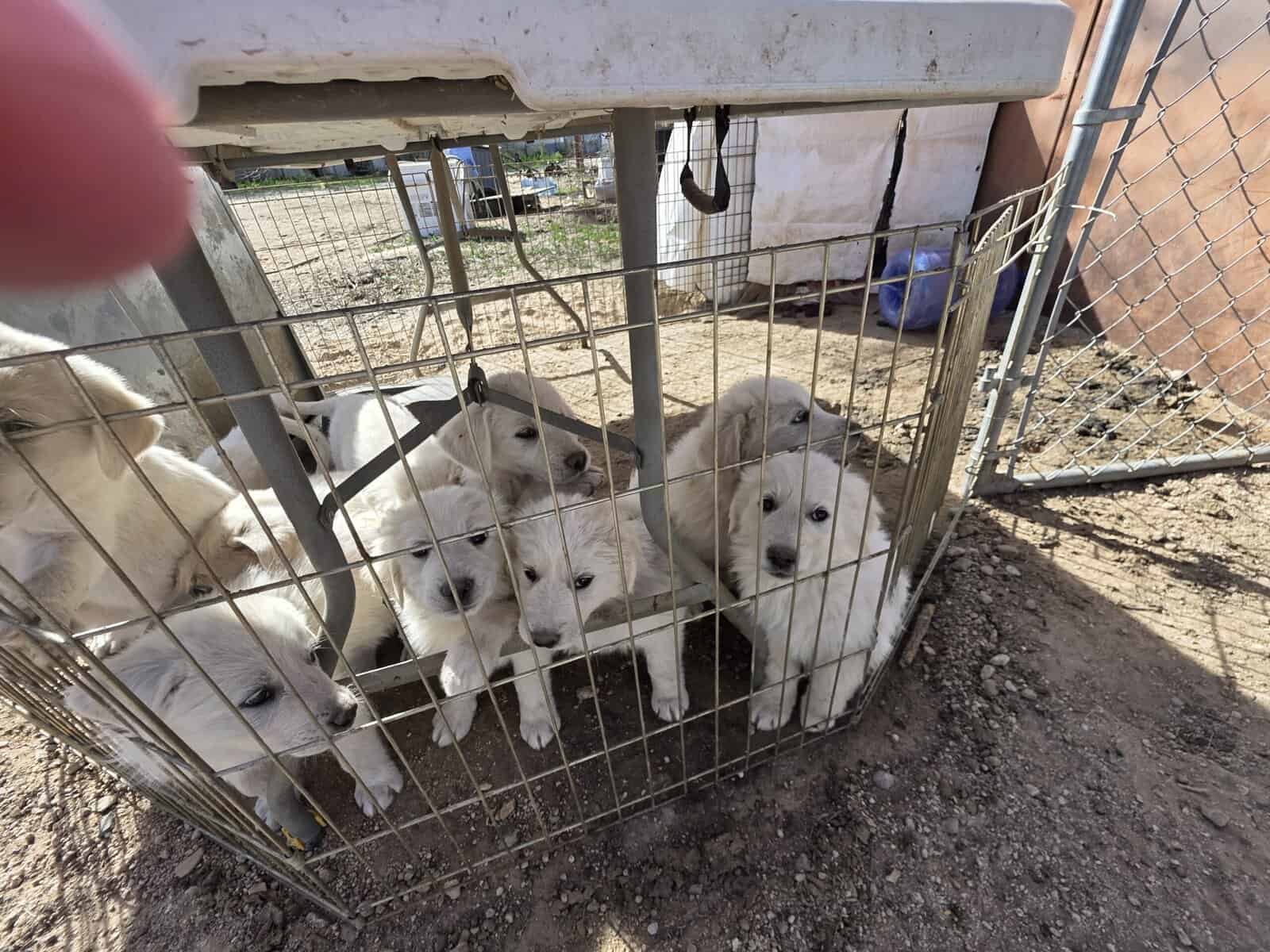 Great Pyrenees/Anatolian Puppies image 3