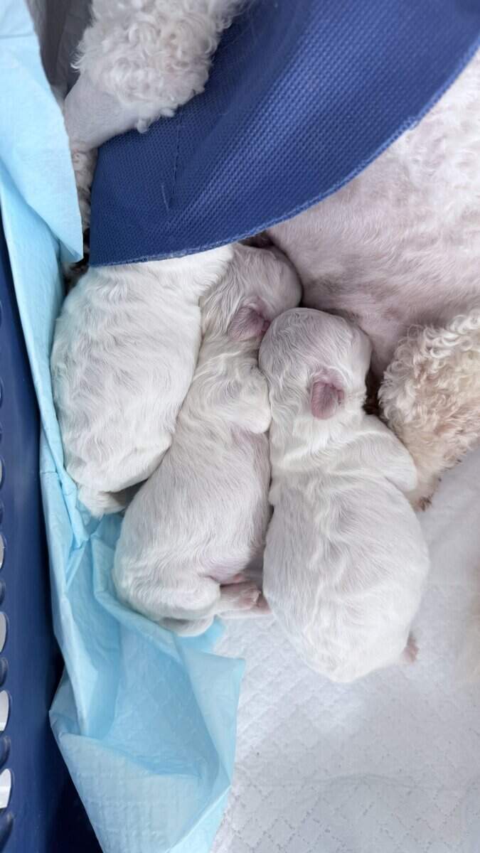 Korean Teacup Bichon Frise puppy image 3