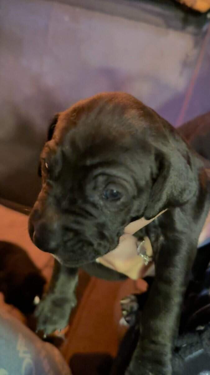 Purebred Cane Corso xGerman Shorthair Pointer (VA) image 16