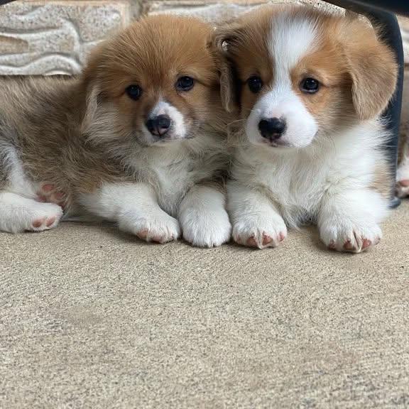 Corgi Puppies for Sale image 2
