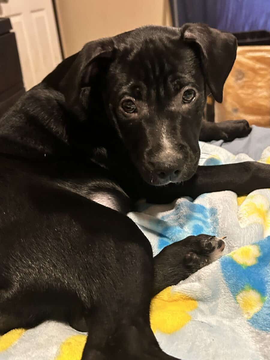 12 week old lab mix image 1